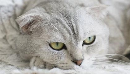 kaiyun：云端之翼，开启数字化新纪元